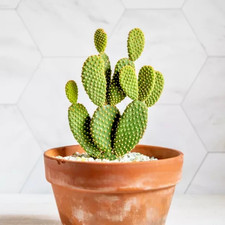 Cactus Bunny Ear - Prickly Pear Opuntia - 10cm Flowering Houseplant Winter Gift