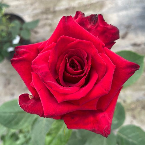 Harkness roses bush rose - harkness,