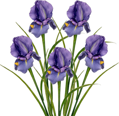 Dilatata iris flowers - dilatata,