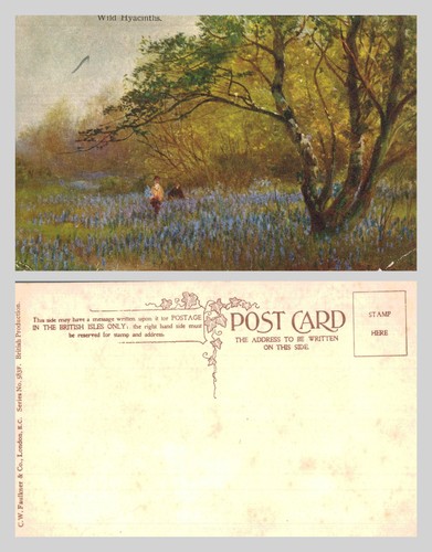 Vintage postcard wild - vintage,