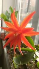 ORANGE Easter Cactus  Rhipsalidopsis  Large Flowers When Mature 9cm Pot Plant 