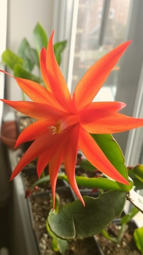 Orange easter cactus - orange,