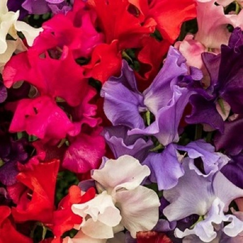 Sweet pea spencer - pea, mixed