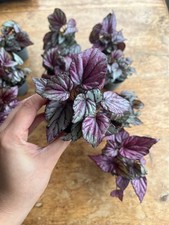 Begonia Hugh Mclauchlan Plant