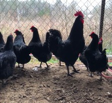 Black Jersey Giant Hatching