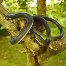 Halloween Gift Fake Snake