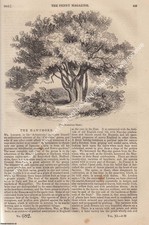 THE HAWTHORN TREE (GLASTONBURY