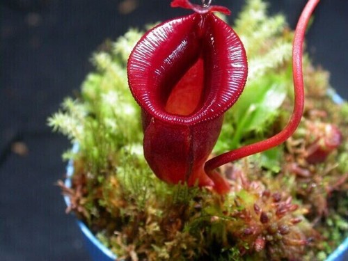 Seeds nepenthes - seeds, of