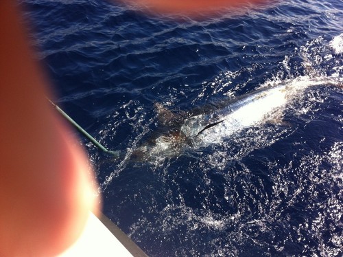 Big game sea - big, fishing