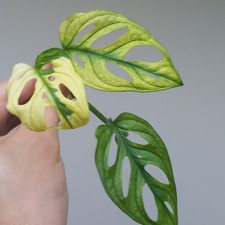 Monstera Adansonii Albo GHOST