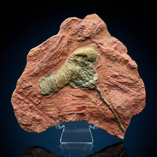 Beautiful Crinoid Fossil from Morocco – Devonian Age