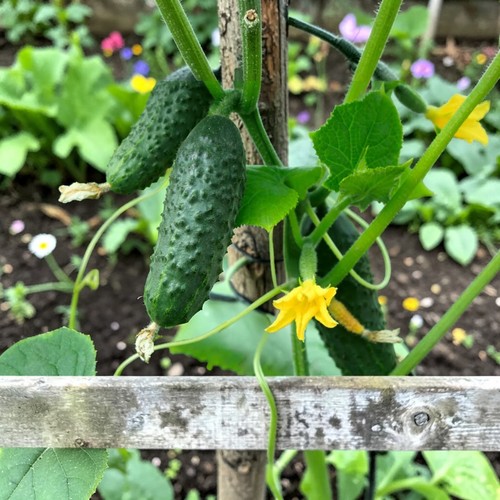 Female gherkin plant 9cm - female,