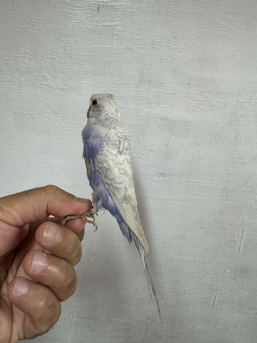Pair taxidermy budgerigars - taxidermy,