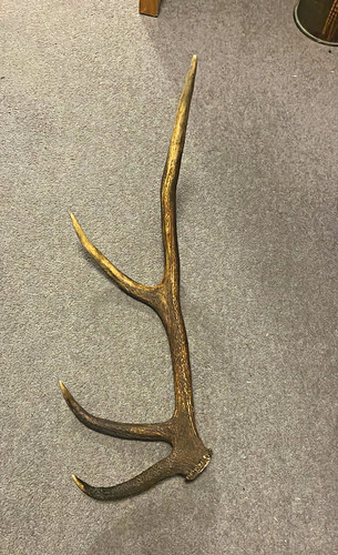 Huge single red deer antler - red,