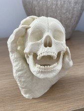 Skull In Hand Halloween