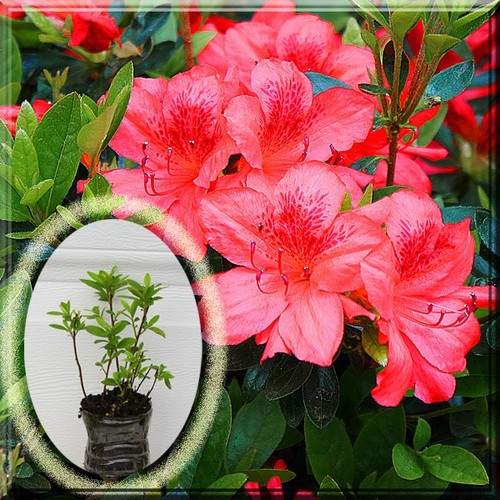 Azalea rhododendron fashion - rhododendron,