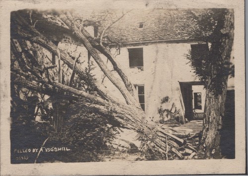 Ww1 tree felled artillery - felled,