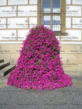 TRAILING PETUNIA  - VELVET F1