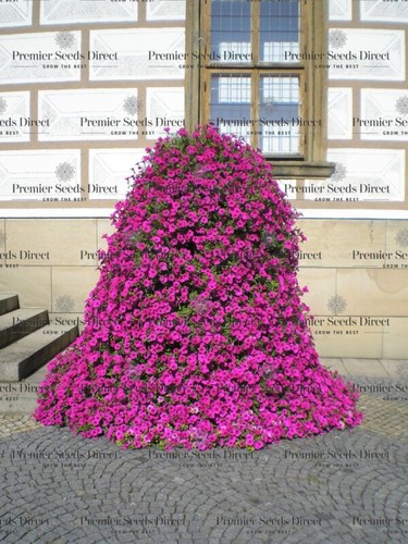 Trailing petunia velvet - , f1