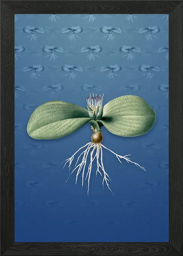 Vintage massonia pustulata - massonia,