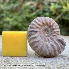 Rare Fossil Ammonite