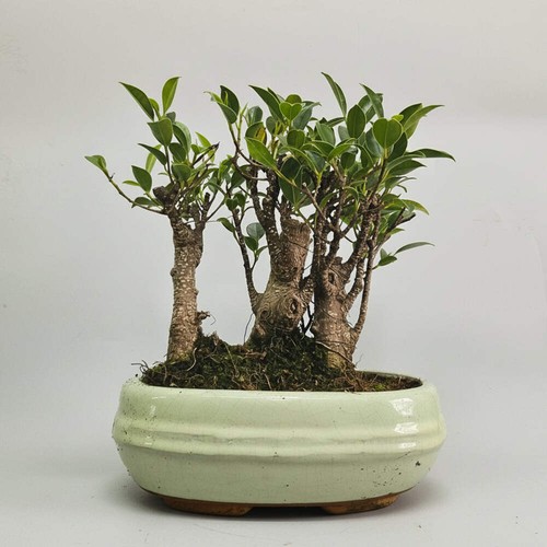 Ficus microcarpa - ficus, fig)