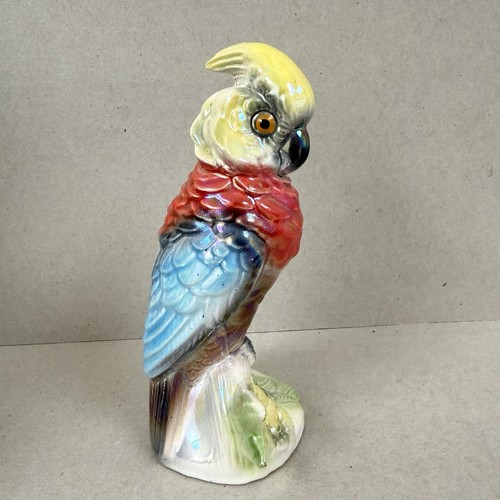 Parrot jema holland lustre - parrot,
