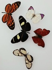  Butterfly Collection Set x5