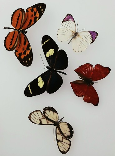 Butterfly collection set x5 - butterfly,