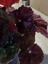 Begonia Bealef | 13 Cm Pot |