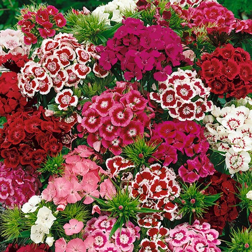 Mixed pink white red - white,