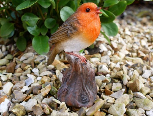Tweeting garden robin bird - tweeting,