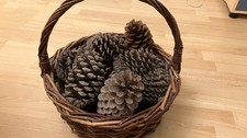 16 x Large Natural Pine Cones