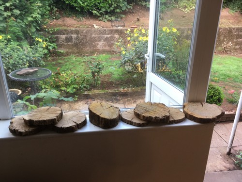 Oak wood tree cookie - oak,