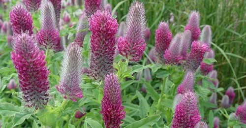 Trifolium rubens ruddy clover - ruddy,