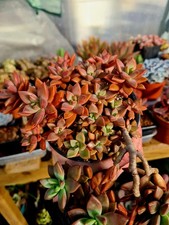 Graptosedum Bronze | 3x LEAF