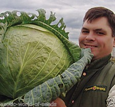 CABBAGE GIANT MASSIVE CABBAGE