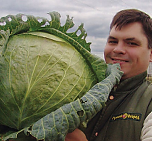 Cabbage giant massive - massive,