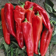 Thompson & Morgan Sweet Pepper