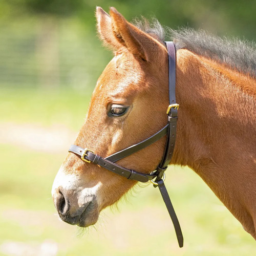 Shires velociti gara leather - velociti,