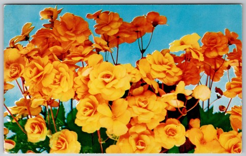 Vintage tuberous begonia - vintage,