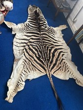 Burchell’s Zebra Skin From