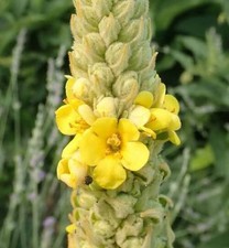 6 Great Mullein Plug Plants