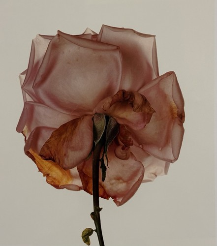 Irving penn rose - penn, moon)