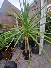 Cordyline Australis 6ft. Cabbage Cornish Palms. Palm Tree. Evergreen. S25 Plants