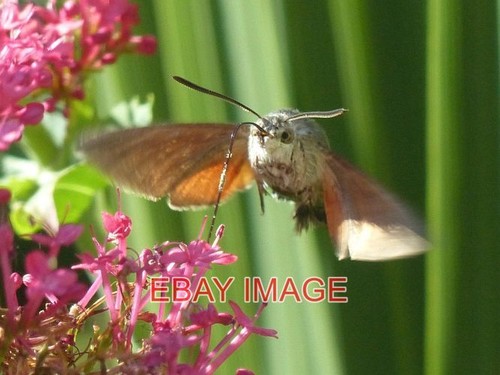 Photo hummingbird hawk - photo,