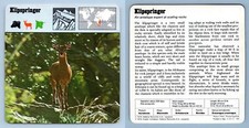 Klipspringer - Mammals - 1970's Rencontre Safari Wildlife Card