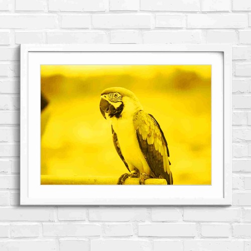 Blue and gold macaw bird - and,