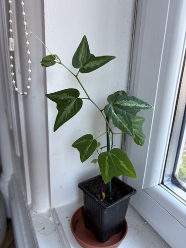 Passiflora capsularis
