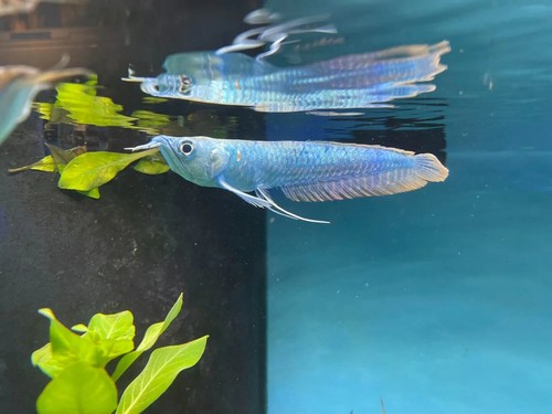 Silver blueberry arowana - silver,
